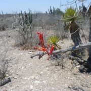 Baja2011 541 : Baja2011